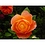 Rosereed